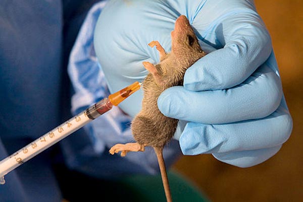 Lassa fever: NCDC tasks states on improved awareness