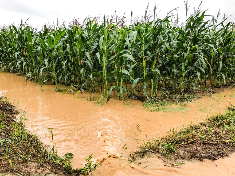 flooding on farmlands