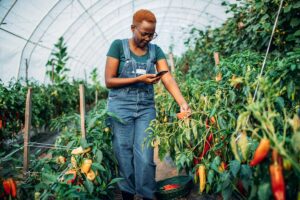 Nigeria Women in Agriculture Progressive Development Initiative