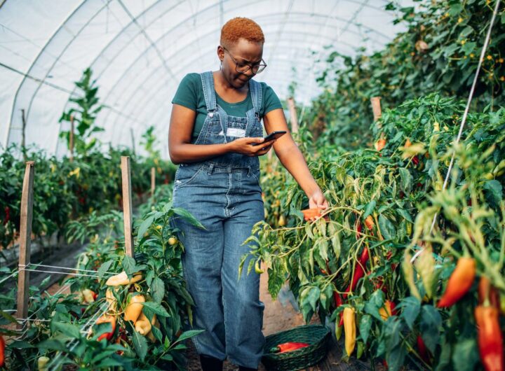 Nigeria Women in Agriculture Progressive Development Initiative